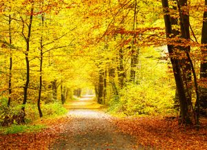 Image of a narrow road through a dense woods, with sunlit yellow leaves on the trees and orange leaves on the ground and trees in the foreground