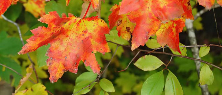 Mount Laurel 1000x430 768x330