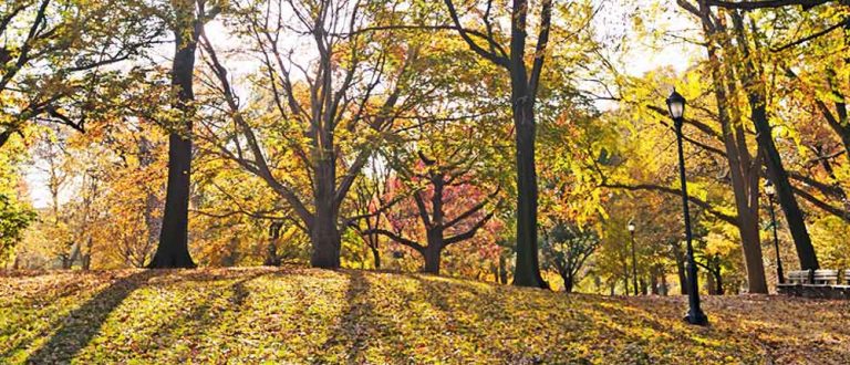 canton 1000x430 1 768x330