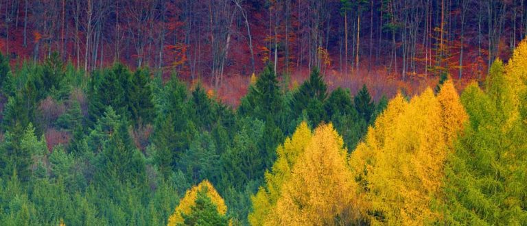 central maine 2 1000x430 768x330