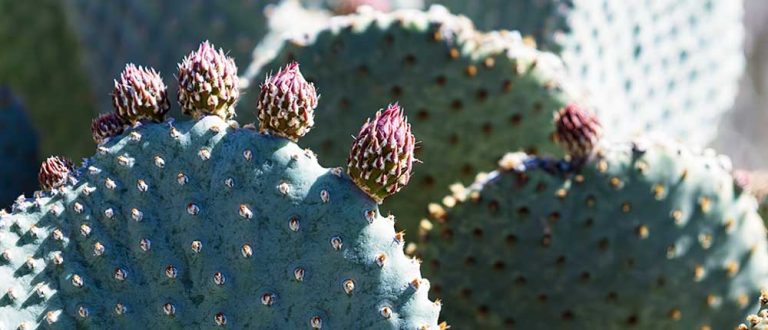 chandler 1000x430 768x330