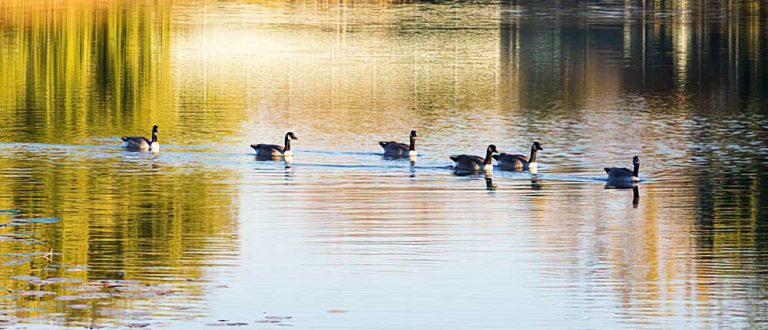 chicago suburbs 1000x430 1 768x330