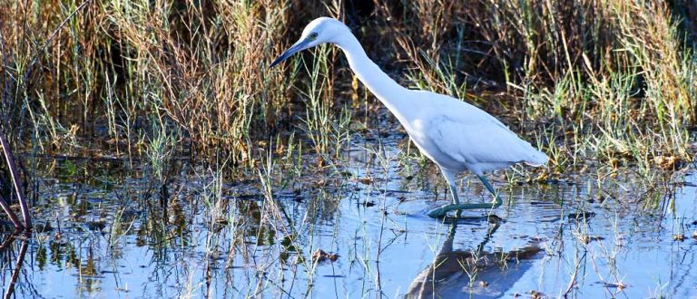 gainesville 1000x430 768x330