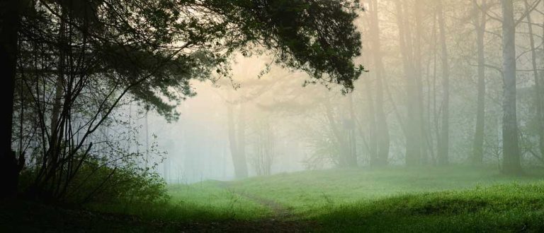 miscellaneous ne 1000x430 768x330