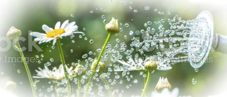 advanced techniques daisies main 1000w 768x330