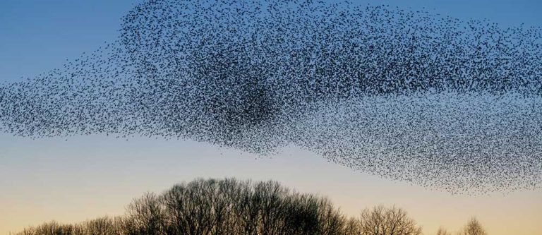 collective consciousness 768x333