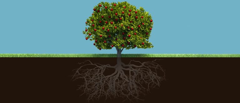 AT fruit tree 3 768x330