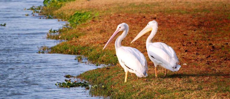 Baton Rouge LA main 1500x645 1 768x330