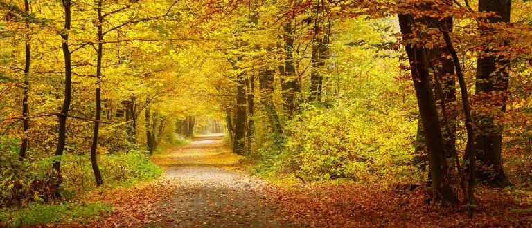 Bethesda 1500x645 1 768x330