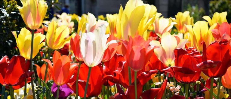 albany tulips 1500x645 1 768x330