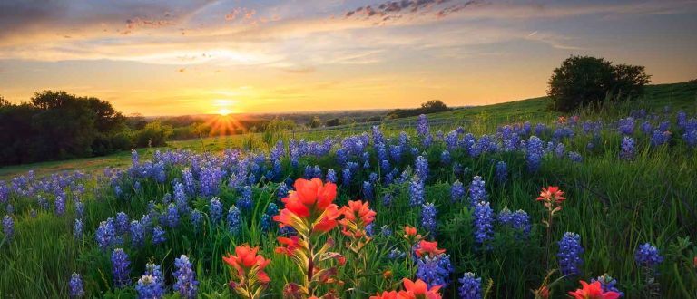 dallas 1500x645 768x330