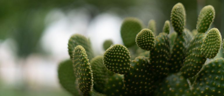 green valley 1500x645 768x330