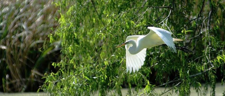 lafayette good 1500x645 1 768x330