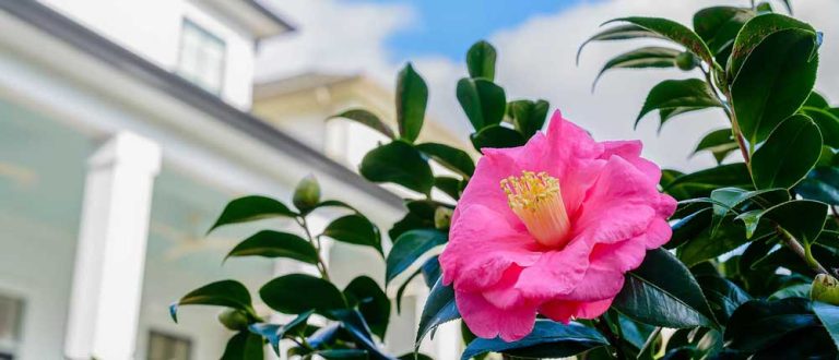 new orleans 1500x645 1 768x330