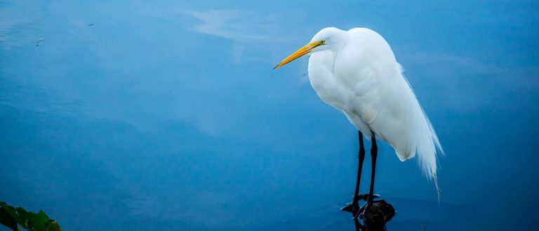 orlando 1500x645 1 768x330