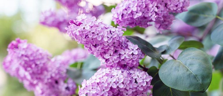 rochester ny main lilac 2 768x330