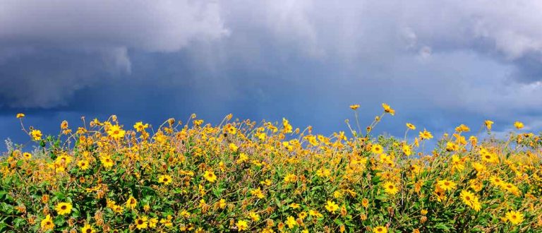 santa barbara 1500x645 1 768x330