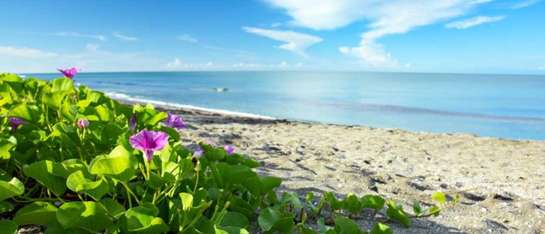 sarasota rotonda 1500x645 1 768x330