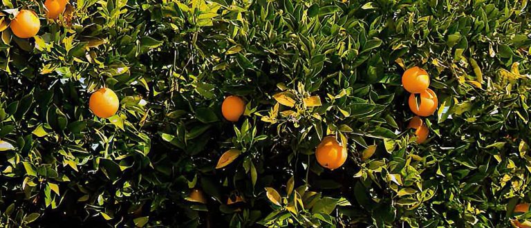 ventura county ca 1000x430 SharpenAI Focus 1 768x330