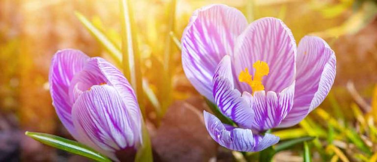 spring no txt 2 768x330