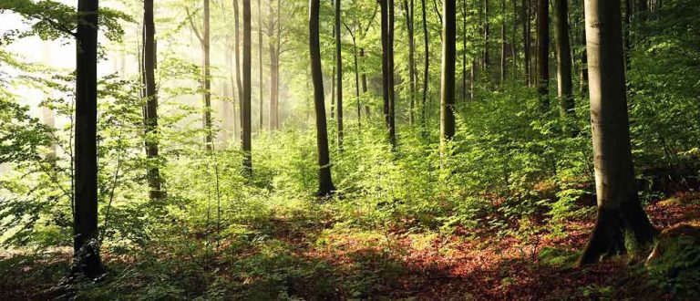 summer no txt 1 768x330