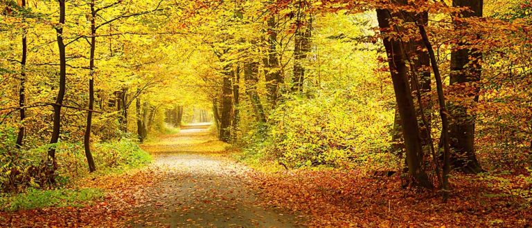 bloomington il 1000x430 768x330