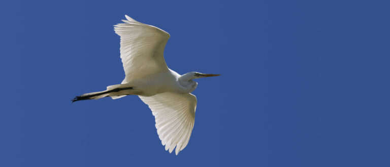 Hialeah main 768x330