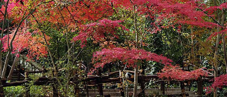 dallas 1000x430 768x330