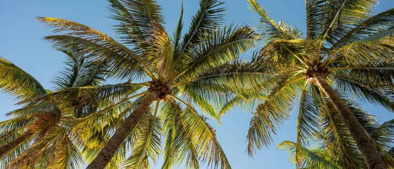 miami Cio shp 1500x645 1 1 768x330