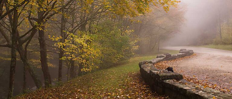 asheville 1000x430 768x330