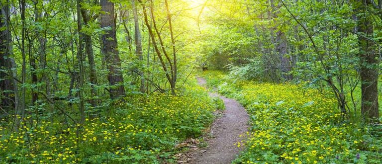 harrisburg 1100xxxx 768x330
