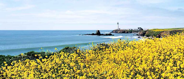 santa cruz 1000x430 768x330