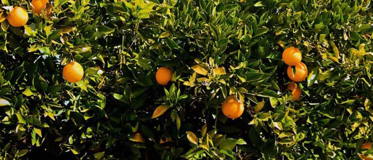 ventura county ca 1000x430 768x330