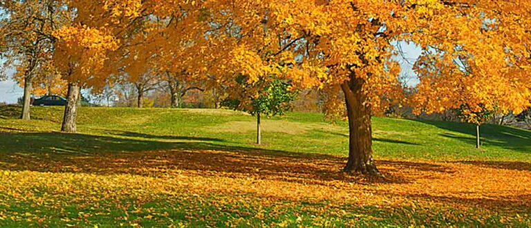kansas city 1000x430 768x330