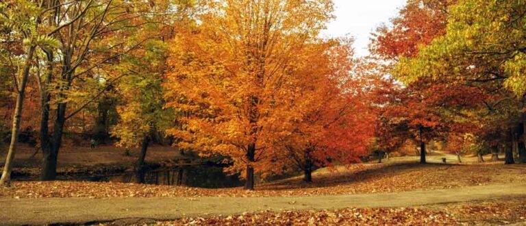 westchester 1000x430 768x330