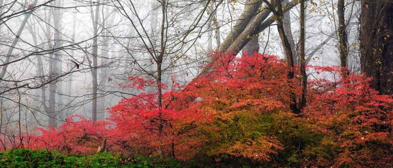 trenton nj 1500x645 1 768x330