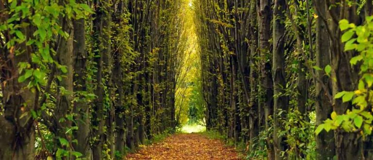 main banners womens IN course 768x330