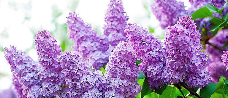 rochester ny main lilac SharpenAI Focus 768x330