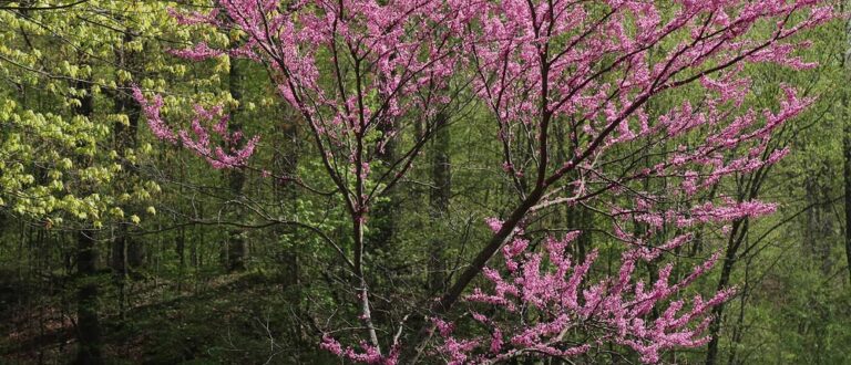 Fairfield March 2026 PP TMR 768x330