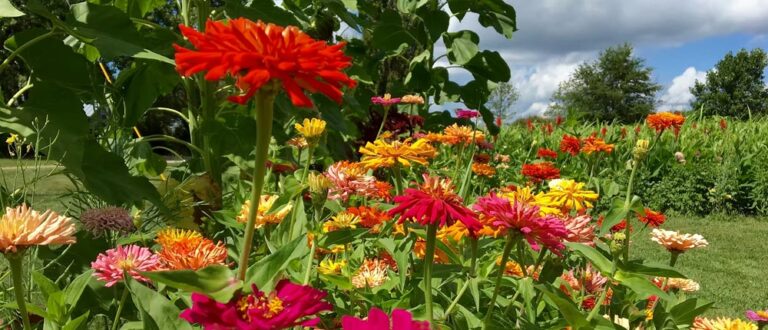 Oakwood zinnias main 1 768x330