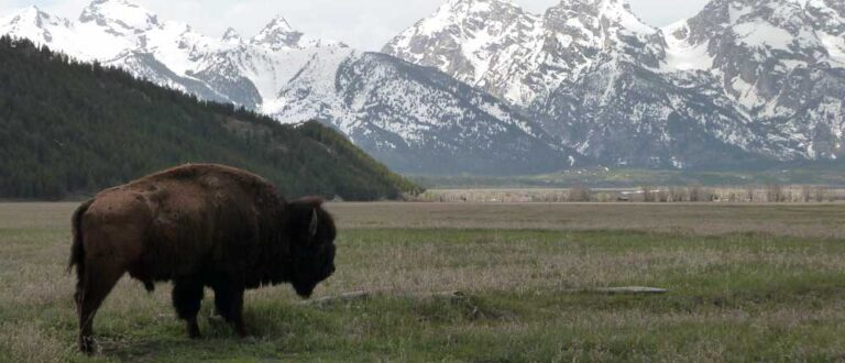 jackson hole 1000x430 768x330