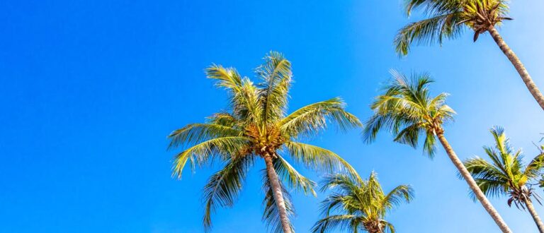 West LA palms 768x330