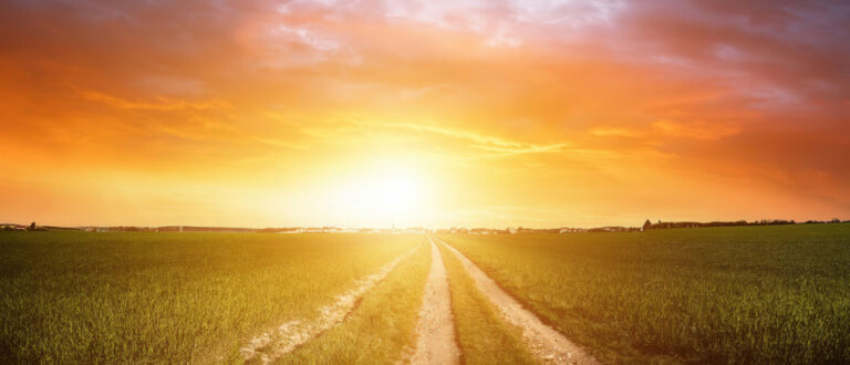 fall harvest 768x330